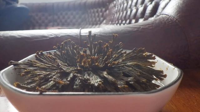 Иерихонская роза (селагинелла чешуелистная (Selaginella lepidophylla) timelaps раскрытие смотреть онлайн