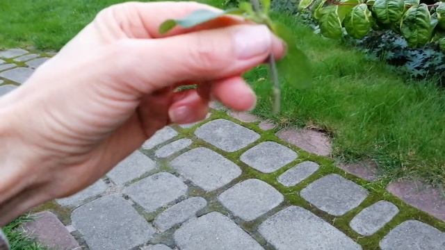 шалфей дубравный ?результаты черенкования