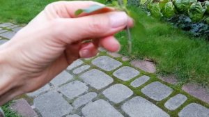 шалфей дубравный ?результаты черенкования