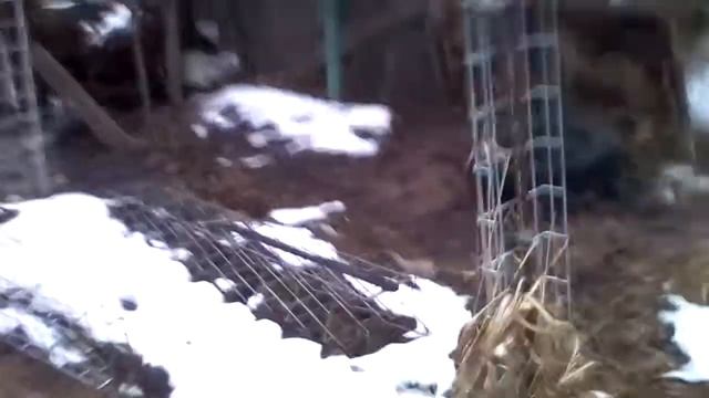 3 января. Распустились листья. смотреть онлайн