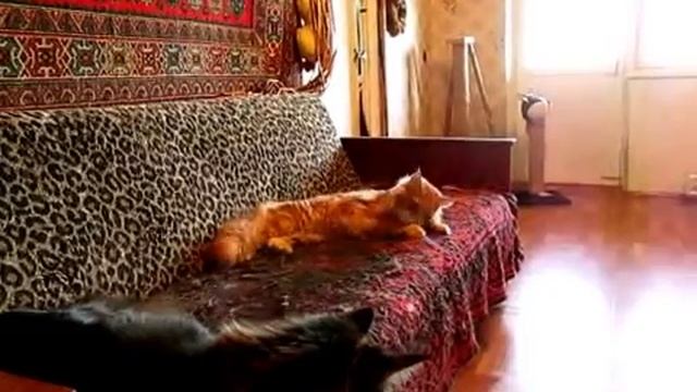 Питомник Аргун К*.mp4