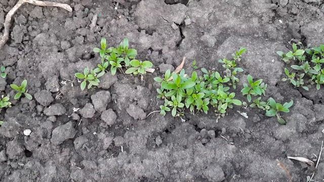 СЕЙТЕ ТАК ТУРЕЦКУЮ ГВОЗДИКУ И ЦВЕТЕНИЕ БУДЕТ ДОЛГОЕ КАЖДЫЙ ГОД. смотреть онлайн