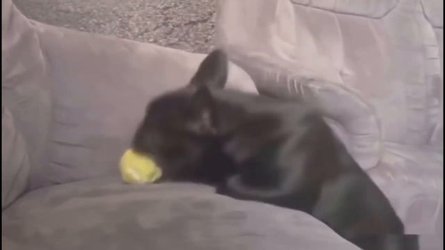 ТЕСТ НА ПСИХИКУ, ПОПРОБУЙ НЕ ЗАСМЕЯТЬСЯ, а ты все равно засмеешься! смотреть онлайн