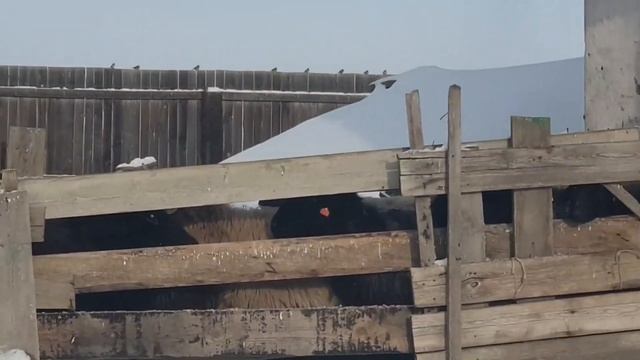 Ставим овцам "Седимин" ? О нехватке йода у овец смотреть онлайн