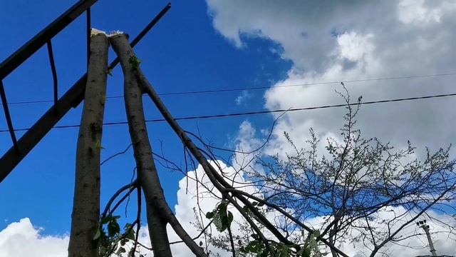 УБОРКА В САДУ. ИЗБАВЛЯЕМСЯ ОТ ЧЕРЕМУХИ. ПОЛУФАБРИКАТЫ ИЗ ФАРША. НАШИ БУДНИ. смотреть онлайн
