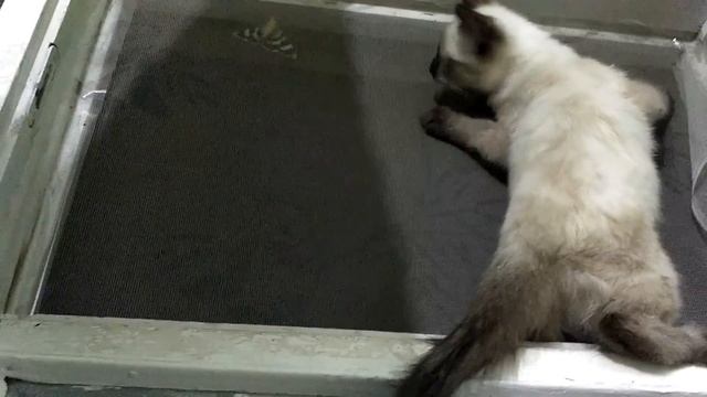 НЕУДАЧНАЯ ОХОТА СИАМСКОЙ КОШКИ :D смотреть онлайн