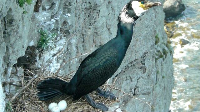 Баклан - интересные факты смотреть онлайн