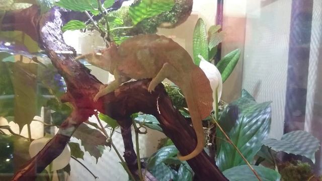 Камерунский парусный хамелеон. смотреть онлайн