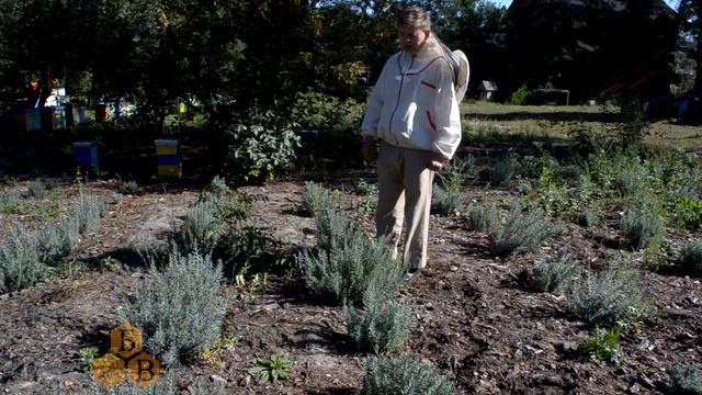 Лаванда. Мирна акція: одна бджолосім'я - одне медоносне дерево смотреть онлайн