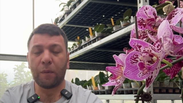Сегодня был в теплице орхидей в Тайване смотреть онлайн