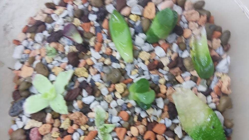 Простой способ размножить суккуленты листьями и черенками. смотреть онлайн