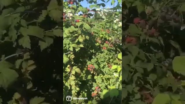ИЗОБИЛИЕ чёрной малины сорта «КУМБЕРЛЕНД» смотреть онлайн