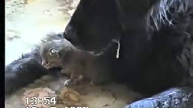 кот и пес смотреть онлайн