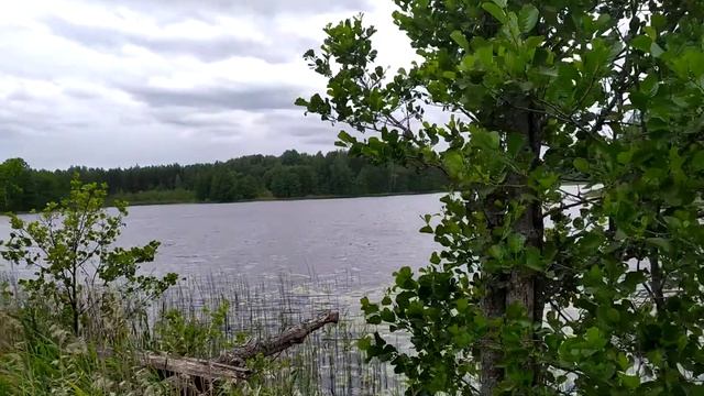 #Браслав Озеро Кривец. Деревня Плюсы. Браславский район. Нацпарк "Браславский озера" смотреть онлайн