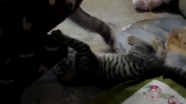 Кошка с котёнком смотреть онлайн