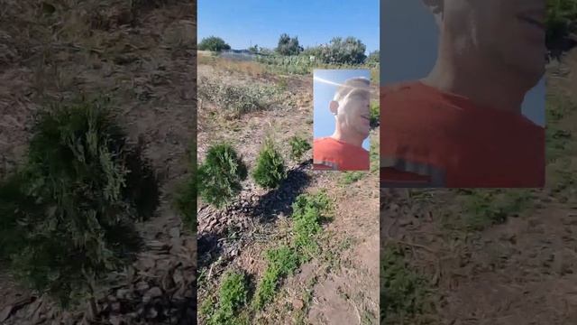 Зеленые ограждения. Прирост забора из туй за 2022 год. смотреть онлайн