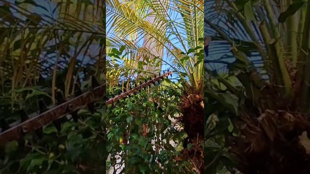 12 feet ficus trimming смотреть онлайн