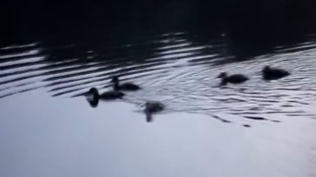 Бегущая по воде. смотреть онлайн