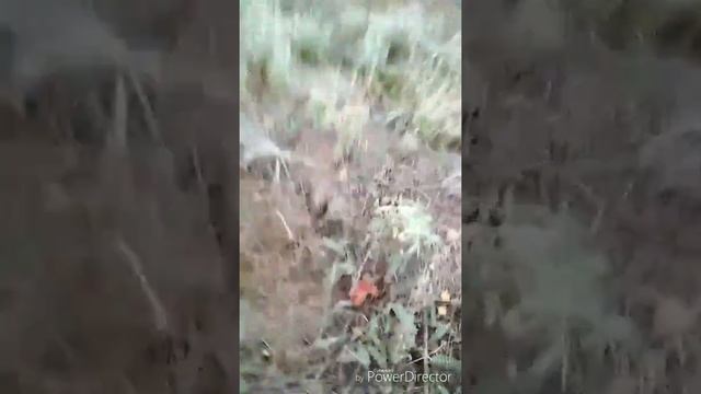 Грибы в конце октября: белые,польские,зеленушки смотреть онлайн