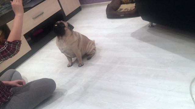 Умный мопс выполняет команды