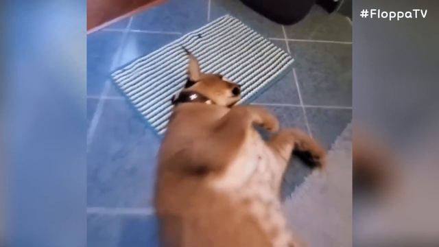 Floppa Adolf Vs Sogga Myxa : Caracal & Serval