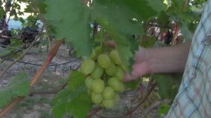 @Виноград 2018. Виноград Богатяновский. Отзыв о винограде