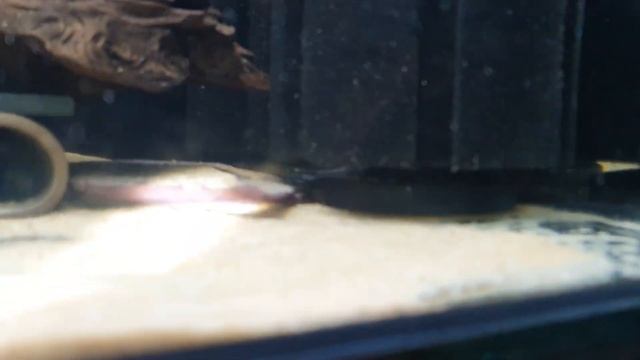 Hypancistrus zebra L046 L46 feeding смотреть онлайн