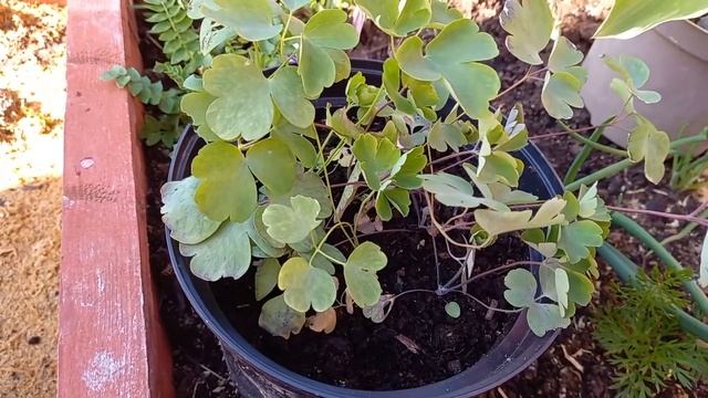 АКВИЛЕГИЯ, ВОДОСБОР. Посадка рассады Аквилегии в грунт. смотреть онлайн