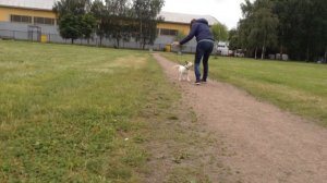 Бультерьер 2