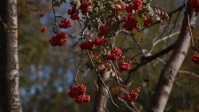 "Уж осени холодною рукою, Главы берез и лип обнажены..." смотреть онлайн