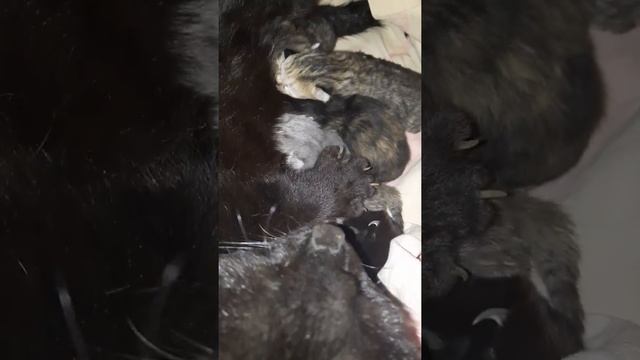 сегодня нашла кошку которая родила котяток???#котятки #милота #кошки #роды #животные смотреть онлайн