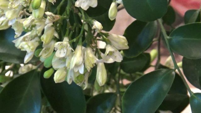 Волшебное благоухание цветов Мурайи. смотреть онлайн