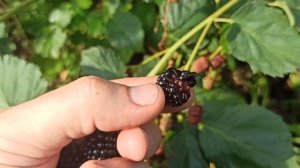 Ежевика бесшипная сорт "Полар"