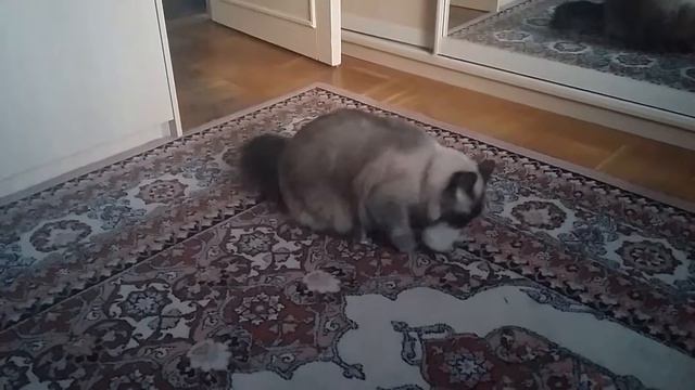 Кот ходит с мышью и орёт смотреть онлайн