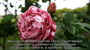 Роза Фердинанд Пичард