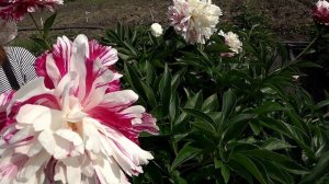 CANDY STRIPE - белый пион с малиновыми мазками / Сад Ворошиловой