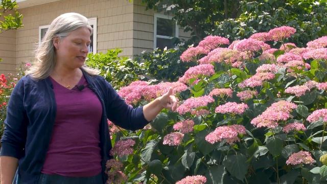 Which Smooth Hydrangea is Right For You? | Part One: Full-sized Hydrangeas смотреть онлайн