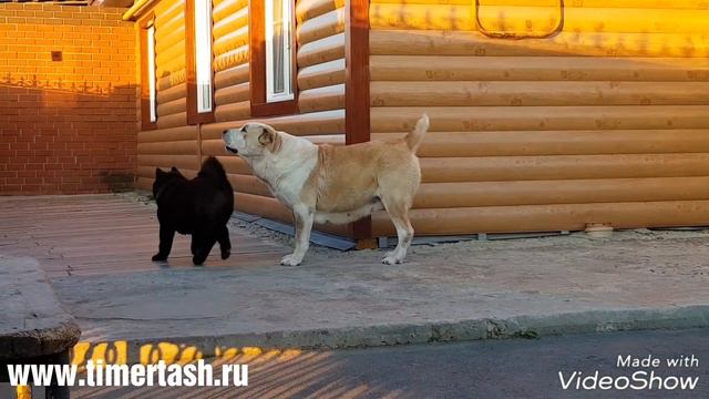ДЫМКА (Айлуна Айлу Айдым) смотреть онлайн