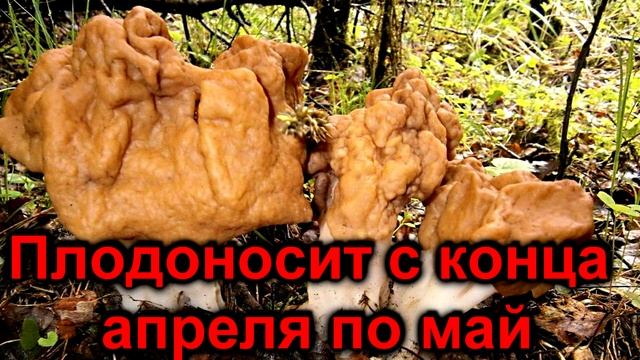 весенние грибы смотреть онлайн