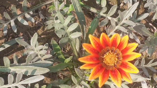 Gazania flower plant|How to grow and care gazania plant|African daisy flower care смотреть онлайн
