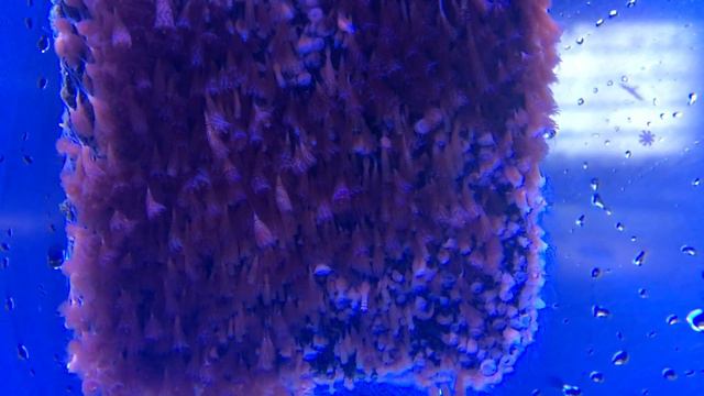 Moon jellyfish Aurelia aurita (Ephyrae develop into young Medusa) смотреть онлайн