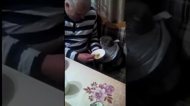 a cat with a spoon and a soup, there is also a mama 's preach :) смотреть онлайн
