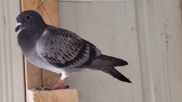 Check your birds health / Spend time with your birds | Racing homer Pigeon смотреть онлайн