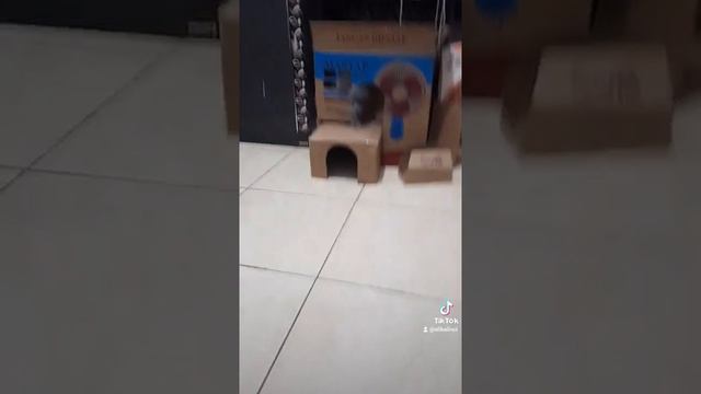 Bunny jump failed ? смотреть онлайн