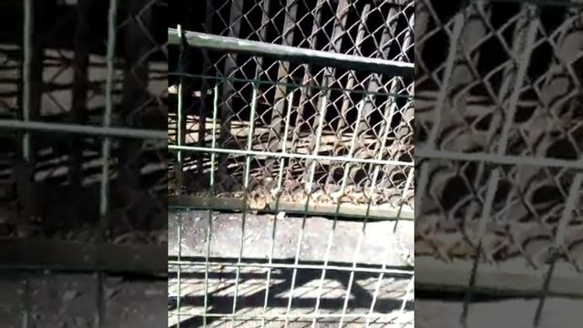 Зоопарк в Витебске смотреть онлайн