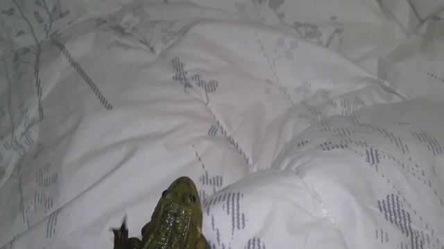 как ухаживать за лягушкой смотреть онлайн