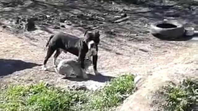 Чечня. Алхан-кала. смотреть онлайн