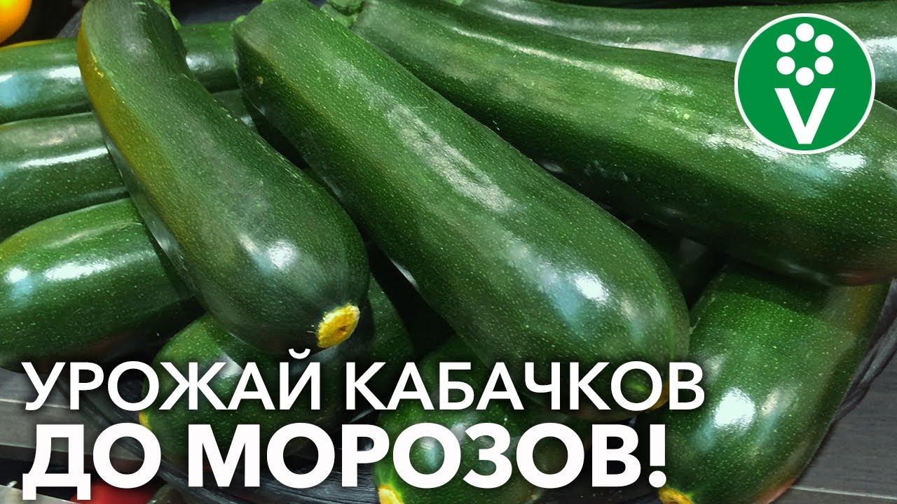 Все кабачки завяжутся и не будут гнить, если опрыскать их так по листу! смотреть онлайн