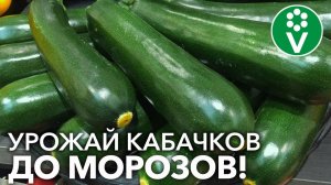 Все кабачки завяжутся и не будут гнить, если опрыскать их так по листу!