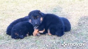 Щенки немецкой овчарки 20 дней